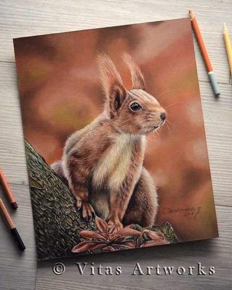 Colored Pencil Drawing Ideas, Pencil Drawing Ideas, Color Pencil Sketch, Squirrel Art, Baby Animal Drawings, Art Showcase, Colored Pencil Artwork, Pastel Sec, Red Squirrel