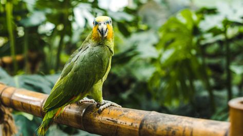 Interested in placing plants in your home or aviary? Find out what plants are safe for your bird. Parakeet Aviary, Birds Toys, Safe House Plants, Bird Room, African Lovebirds, Cockatiel Cage, Quaker Parrot, Parakeet Cage, Pet Bird Cage