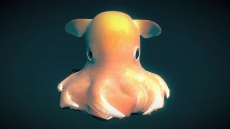 Dumbo Squid, Dumbo Octopus, Bumbo, Funny Times, Animal Facts, Meme Funny, Zoology, Deep Sea, The Deep