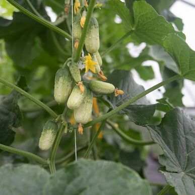 Pickling Cucumber Seeds - Organic Varieties | Johnny's Selected Seeds Cucumber Varieties, Cucumber Beetles, Daily Harvest, Mini Cucumbers, Cucumber Seeds, Growing Cucumbers, Hydroponic Growing, Crop Rotation, Pickling Cucumbers