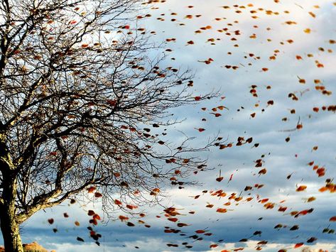 Gust of wind blowing leaves off a tree in autumn. Leaves Blowing In The Wind, Leaves Blowing, Tree In Autumn, Gust Of Wind, Wind Blowing, Blowing In The Wind, Altered Images, Local Farm, Photo Challenge