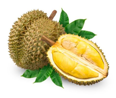 Durian Tree, Durian Fruit, Unique Fruit, Fruit Cartoon, Funny Fruit, Fruit Photography, Food Tasting, Garden Items, Tropical Fruits