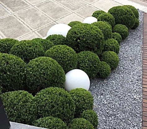 Boxwood Landscaping, Modern Garden Landscaping, Boxwood Garden, Topiary Garden, Instagram Landscape, Back Garden Design, Fence Landscaping, Outdoor Gardens Design, Front Yard Garden