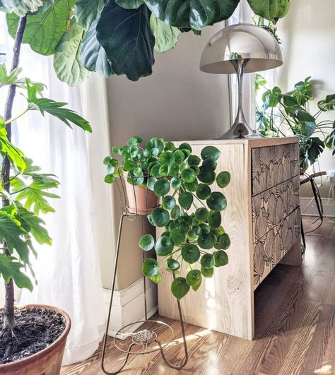 10 Lush Indoor Plants Ideas To Decorate Your Home Granola Life, Plant Corner, Plant Goals, Pilea Peperomioides, Plants Ideas, Chinese Money Plant, Living Vintage, Pot Plants, Best Indoor Plants