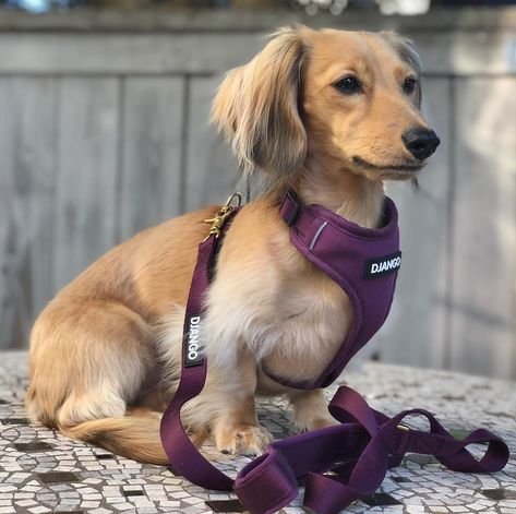 How stunning is english cream miniature dachshund Pippa in her DJANGO Adventure Dog Harness and Leash Set? Pippa of @pippa.the.pipstar is wearing her Django dog harness in Plum Purple. Sizing available for sausage dogs, beagles, french bulldogs, cavalier king charles spaniels, jack russell terriers, yorkies, chihuahuas, maltese, havanese, cockapoos, mini schnauzers, and all other small and medium sized dog breeds | DJANGOBRAND.COM Dachshund Harness, Medium Sized Dogs Breeds, Medium Sized Dog, Adventure Dog, Jack Russell Terriers, Harness And Leash Set, English Cream, Mini Schnauzers, Giant Schnauzer