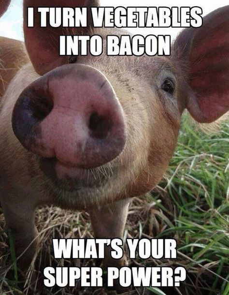 We think that's a pretty cool super power! Farm Humor, Vegan Quotes, Funny Pigs, Why Vegan, Stop Animal Cruelty, Pet Pigs, Vegan Animals, Love Animals, Cute Pigs