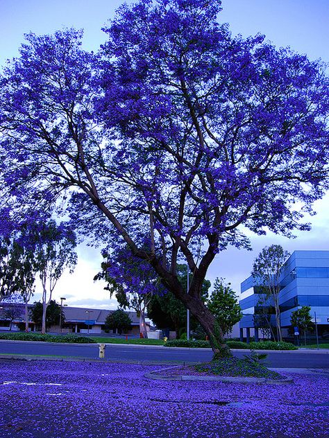 Jacaranda Tree                                                                                                                                                                                 More Jacaranda Tree, Plantas Bonsai, Unique Trees, Colorful Trees, Nature Tree, Garden Trees, Flowering Trees, Beautiful Tree, Dream Garden