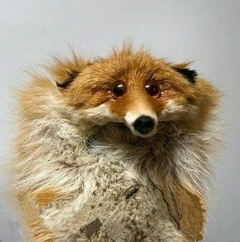 Fox Memes Funny, Fox Reaction Pic, Animal Reaction Pics, Funny Fox Pictures, Fox Hybrid Human, Fox Meme, Silly Fox, Funny Taxidermy, Fox With Glasses