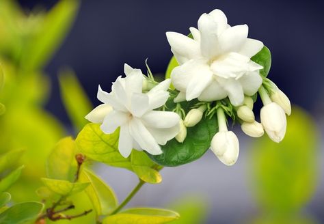 Carolina Jasmine, Arabian Jasmine, Vege Garden, Jasmine Vine, Florida Plants, Evergreen Vines, Jasmine Flower, Small White Flowers, Types Of Flowers