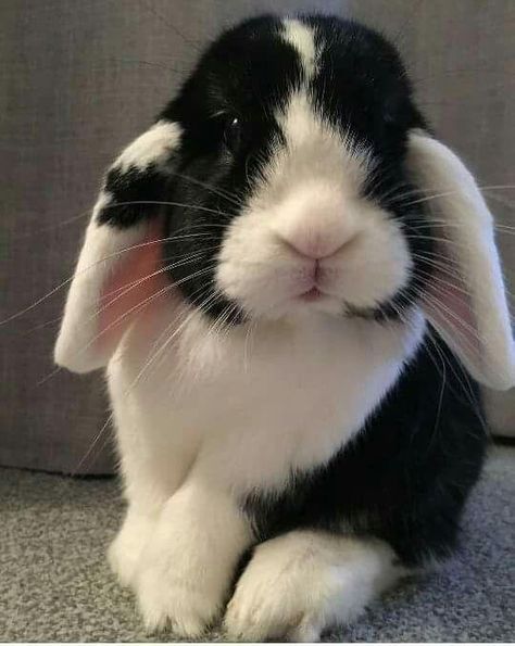 Bunnies With Floppy Ears, Bunny Floppy Ears, Bunny Black And White, Black And White Bunny, Floppy Eared Bunny, Black Bunny, Pet Bunny, Adorable Bunny