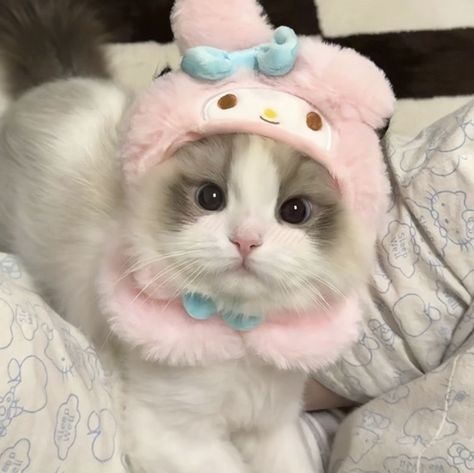 Cute cat,pink,cute cat in pjs,cute my melody cat pj,pink cat,my melody hat,hat,cat wearing a hat,cute,pink,adorable cat,pfp, Cute Kitten Pics, Kitten Pics, Cat Pfps, Silly Kitties, Cat Pfp, Cats Photos, Cute Little Kittens, Cats Pictures, Silly Cats Pictures