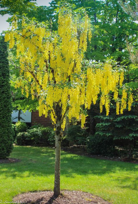 https://flic.kr/p/AL9V6d | IMG_5457 | Golden chain tree Laburnum Tree, Golden Willow Tree, Golden Spirit Smoketree, Goldenrain Tree, Yellow Wisteria, Tree With Yellow Flowers, Outdoor Tree Decorations, Golden Chain Tree, Cassia Tree Yellow Flowers