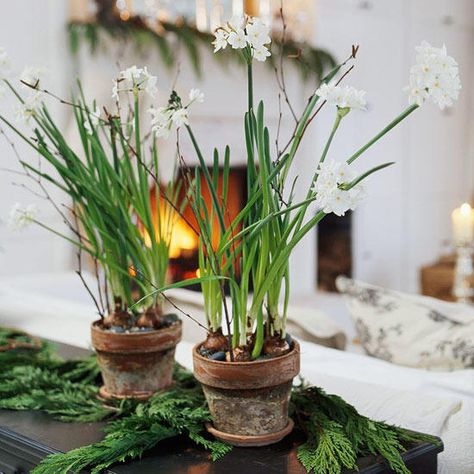 Go French country vintage with stark-white paperwhites and slender twigs arching from aged terra-cotta containers. Add flowing sprigs of cedar along the base of your pots to create the perfect display for any mantel, shelf, or sofa table. Christmas Flower Arrangements, Christmas Floral Arrangements, Have Inspiration, Indoor Flowers, Pretty Christmas, Christmas Flowers, Fragrant Flowers, Bulb Flowers, Christmas Floral