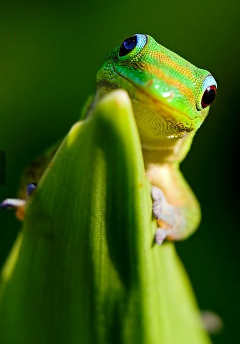 Madagascar Day Gecko, Giant Day Gecko, Day Gecko, Lizards, Gecko, Amphibians, Frogs, Madagascar, Reptiles