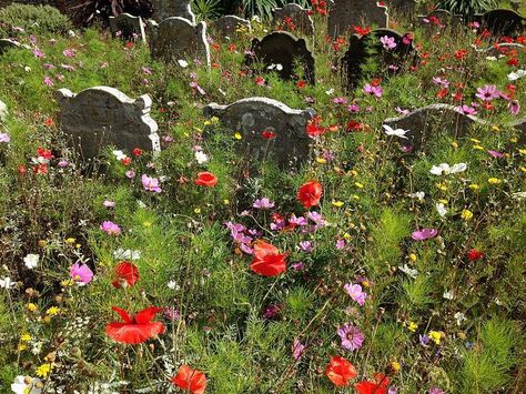 Pretty Cemetery, Graveyard Flowers, Graveyard Aesthetic Flowers, Beautiful Grave, Visiting Grave Aesthetic, Flowers On Grave Aesthetic, Purple Cemetery Aesthetic, Sycamore Tree, Cemetery Art