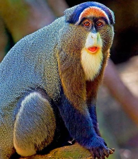 @unfoldingearth on Instagram: “The blue monkey is a species of Old World monkey native to Central and East Africa. It prefers to live in the tall tress of the forest…” Photo Animaliere, Blue Monkey, Interesting Animals, Animal Activities, Unusual Animals, Rare Animals, Pretty Animals, Silly Animals, Fluffy Animals