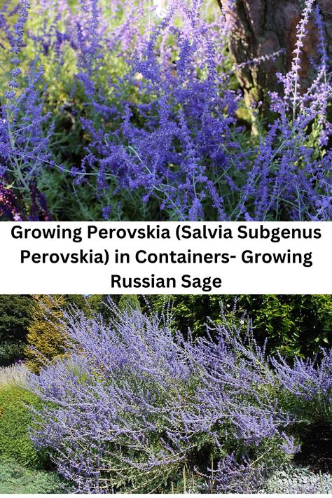 Do you think of them as Perovskia or do you think of them as a Salvia? No matter what you call them find out how to grow them in containers. Lavender Bush, Plants And Gardening, Building Sand, Russian Sage, Cold Frame, Hardy Plants, Flowering Shrubs, Lavender Blue, Water Well