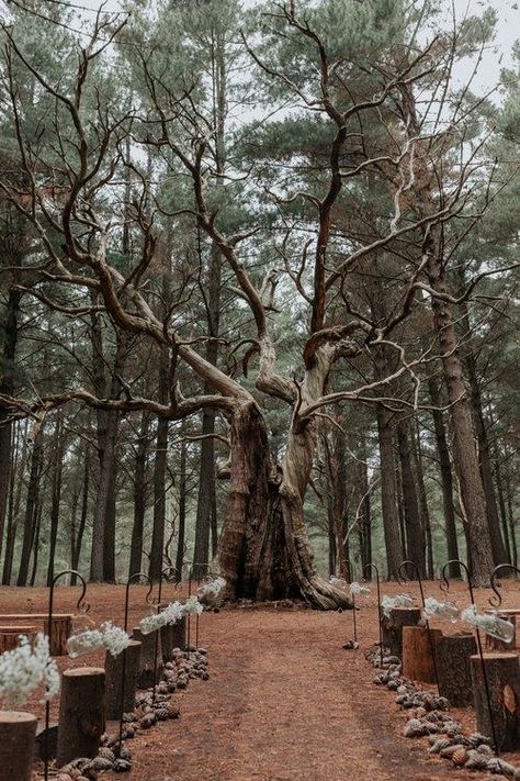 Forest Wedding Theme Outdoors, Weddings In The Woods Forests, Forest Wedding Venues Dark, Forest Wedding Ideas Rustic, Weddings In Nature, Wedding Venues Outdoor Forest, Wedding Woods Forest, Woods Wedding Venue Ideas, Cheap Forest Wedding Ideas