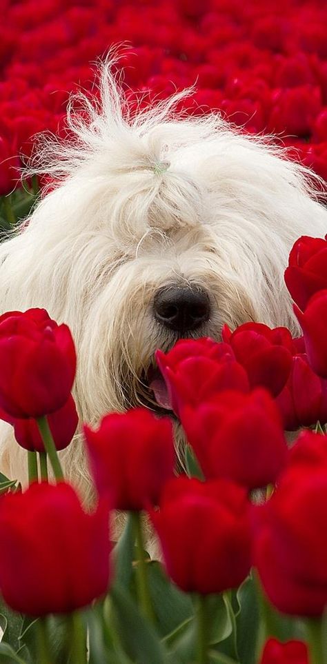 Peeking ~ through the Tulips 강아지 그림, English Sheepdog, Old English Sheepdog, Airedale Terrier, Red Tulips, Appaloosa, Quarter Horse, 귀여운 동물, Mans Best Friend