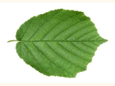 Hazel Leaf - Natural Herbs - Pure Smoking Herbs Ancient Yew Tree, Celtic Tree Calendar, American Hazelnut, Hazel Nut, Hazel Tree, Corylus Avellana, Hazelnut Tree, Rustic Arrangements, Betula Pendula