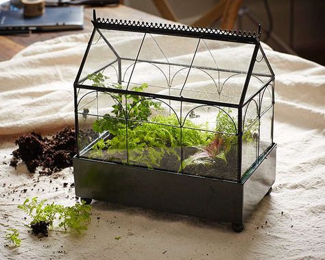 Closed Terrarium Plants, Terrariums Diy, Closed Terrarium, Terrarium Garden, Open Terrariums, Terrarium Ideas, Beautiful Terrariums, Hanging Terrarium, Mini Terrarium