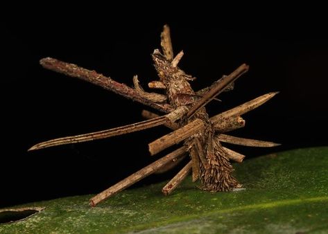 Bagworm Moth, Moth Cocoon, Yunnan China, Moth Caterpillar, Ap Art, The Leaf, Pine Needles, Construction Materials, Swords