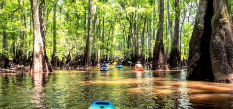 Experience Fun Outdoor Recreation in Florence Cypress Swamp, Visit Florence, Family Beach Trip, River Trail, Cruise Travel, Beautiful Lakes, Romantic Travel, Picnic Area, Outdoor Fun