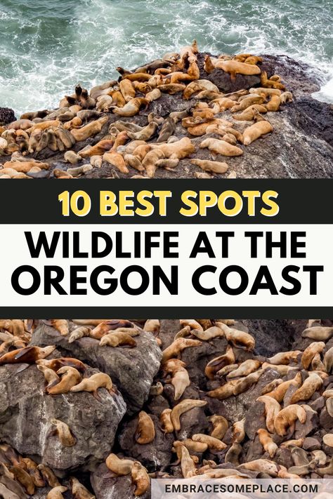 Sea lions at the Oregon coast Oregon Coast Road Trip, Oregon Coast Camping, Oregon Coast Vacation, Pacific Coast Road Trip, Lincoln City Oregon, Seaside Oregon, Newport Oregon, Southern Oregon Coast, Oregon Vacation