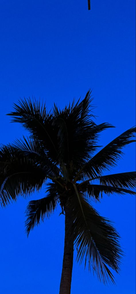 Palm Trees Wallpaper, Iphone Backgrounds, Iphone Background, Palm Trees, Aesthetic Wallpapers, Blue Sky, Trees, Wallpapers, Iphone