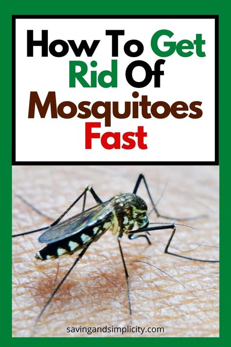 Are the summer bugs getting to you? Rid your yard of mosquitoes with the best mosquito repellents. We have found the top backyard mosquito repellent spray, electric bug zapper, natural bug spray and more. Get back to enjoying your patio. Go camping without the bugs driving you crazy. Discover the best ways to keep the bugs away. Moskito Repellant, Backyard Mosquito Repellent, Mosquito Yard Spray, Mosquito Repellent Homemade, Mosquito Repellent Spray, Diy Mosquito Repellent, Best Mosquito Repellent, Diy Patio Furniture Ideas, Natural Bug Spray