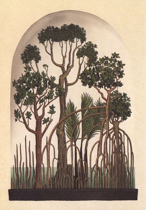 botanicum-32_33225250125_o #plants #botany #vintage #retro #paintings #drawings #books #trees Jungle Trees Illustration, Mangrove Tree Drawing, Mangrove Art, Amazon Rainforest Trees, Surreal Creatures, Metal Swan, Retro Paintings, Banaue, Flower Structure