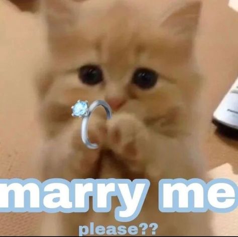 Thursday Love, Cats In Love, Marry Me, Feline, In Love, Ring