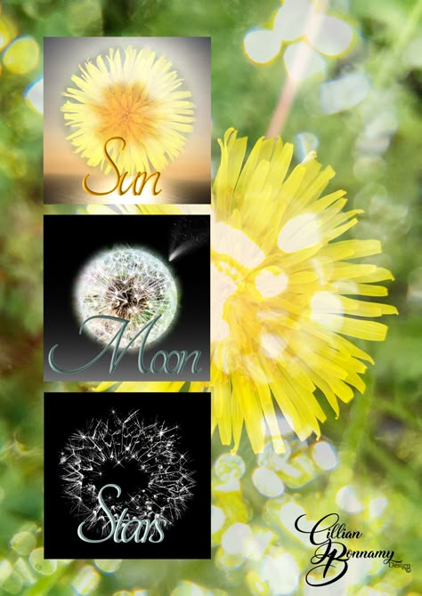 Dandelion Sun Moon Stars, Dandelion Sun Moon Stars Tattoo, Dandelion Images, Dandelion Tattoos, Dandelion Quotes, Dandelion Tattoo Design, Dandelion Wallpaper, Dandelion Art, Dandelion Tattoo