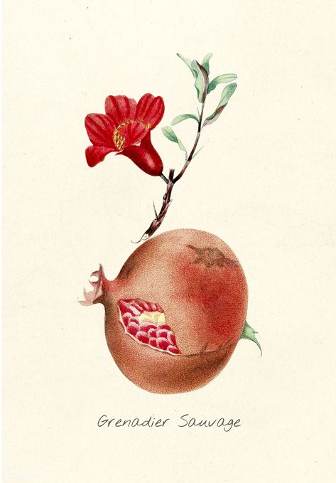 Pomegranate | Antique illustration of fruit | free image by rawpixel.com Pomegranate Illustration, Pineapple Illustration, Fruits Drawing, Background Designs, Free Illustration Images, Free Hand Drawing, Indie Art, Fruit Illustration, Antique Illustration