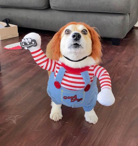 Chucky Outfit, Halloween Costumes For Pet, Best Dog Halloween Costumes, Best Dog Costumes, Dog Bell, Dog Suit, Pet Halloween Costumes, Scary Costumes, Funny Costumes