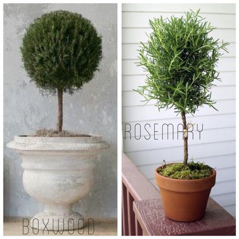 DIY Living  Rosemary and Boxwood Topiary tutorial on a budget | One Horse Lane Live Topiary, Outdoor Topiary, Topiary Diy, Boxwood Plant, Cedar Planter Box, Garden Frogs, Topiary Plants, Garden Basket, Large Flower Pots