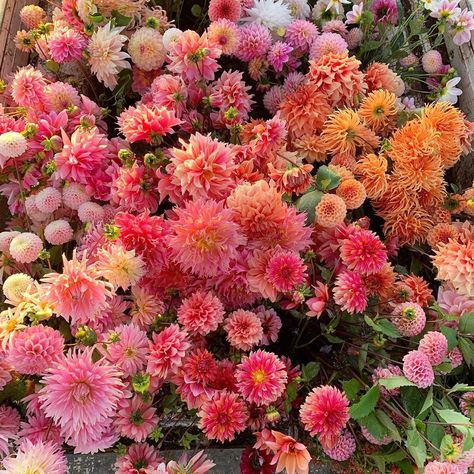 Erin Benzakein, Pretty Plant, Pink Instagram, Pretty Plants, Suzhou, Bunch Of Flowers, Weather Forecast, Flowers Nature, Love Flowers