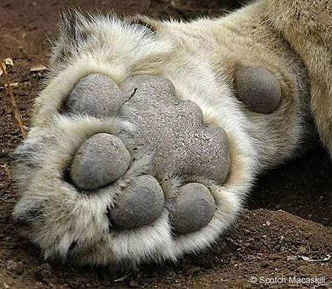 A lion's paw is equipped with soft pads to make its movements quiet. This is especially helpful when it is sneaking up on its prey. Lion Paws, Cat Anatomy, Lion Paw, African Lion, Big Animals, Super Cat, Cat Pose, Paws And Claws, Lion Cub