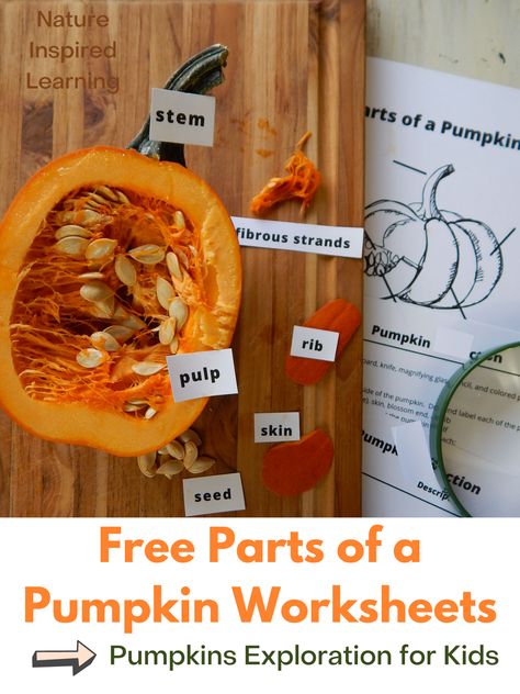 Pumpkin Parts Labeling, Pumpkin Homeschool Lesson, Pumpkin Science First Grade, Pumpkin Unit Study 2nd Grade, Pumpkin Labels Free Printable, Pumpkin Lessons Kindergarten, Pumpkin Nature Study, Anatomy Of A Pumpkin, Pumpkin Homeschool Activities