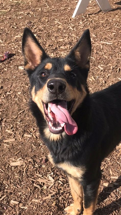 Dogs On Leashes, Red Kelpie Puppy, Kelpie Puppy, Dogs Outside, Kelpie Dog, Australian Kelpie Dog, Every Dog Breed, Red Bluff, Australian Kelpie