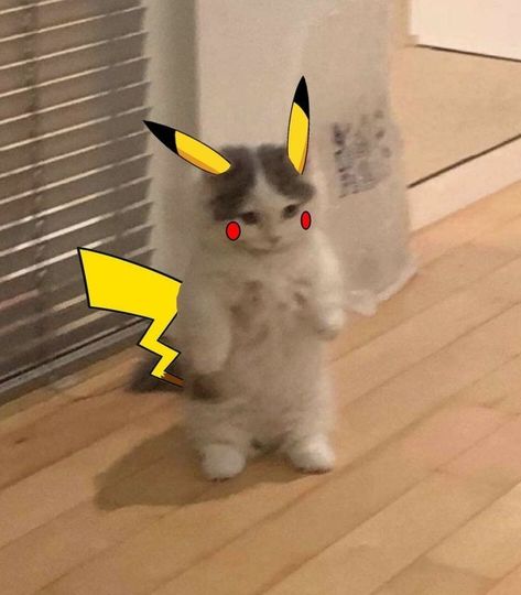 Pikachu Cat, Cat Standing, Duck Wallpaper, Cat Skin, Doremon Cartoon, Cat Profile, Cat Cosplay, Cat Pfp, Cat Stands