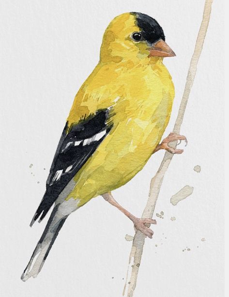 Finch Painting, Yellow Bird Drawing, Goldfinch Bird Drawing, Gold Finch Bird, American Goldfinch Drawing, Gold Finch Painting, Watercolor Birds Tutorial, Colorful Horse Painting, Yellow Bird Watercolor Painting