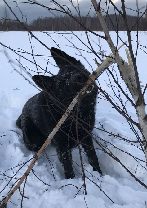 Black German Shepherd, Black Dog, German Shepherd, Black