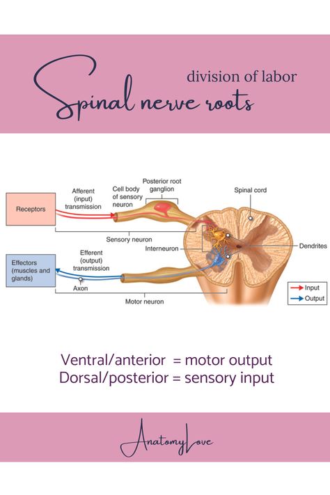 Rootlets, what a fun word! Rootlets of the spinal cord are arranged so that one rootlet is on the ventral or anterior side - this one contains motor impulses leaving the spinal cord, and one rootlet is on the dorsal or posterior side - this one contains sensory impulses entering the spinal cord. That dorsal side has a swelling on it called the dorsal root ganglion, which houses the cell bodies of sensory neurons. It is super cute! Spinal Nerve Function Chart, Spinal Cord Nerves Anatomy, Brain And Spinal Cord Anatomy, Spinal Cord Anatomy Nervous System, Spinal Cord Diagram, Dorsal Root Ganglion, Spinal Nerve, Spinal Cord, The Cell