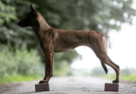 Belgian Malinois Service Dog, Extra Large Dog Breeds, Animal Studies, Fit Dogs, Belgian Malinois Dog, Ibizan Hound, Dogs Stuff, Dog Anatomy, Malinois Dog