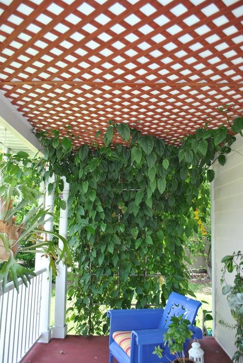 Lattice work on the ceiling of front porch. Great for climbing plants-- Would love to do this for the open end of the porch in the front! Balcony Climbing Plants, Trellis On Ceiling, Ceiling Trellis, Front Porch Trellis, Balcony Trellis, Climber Plants, Plants For Hanging Baskets, Balcony Plants, Unique Plants