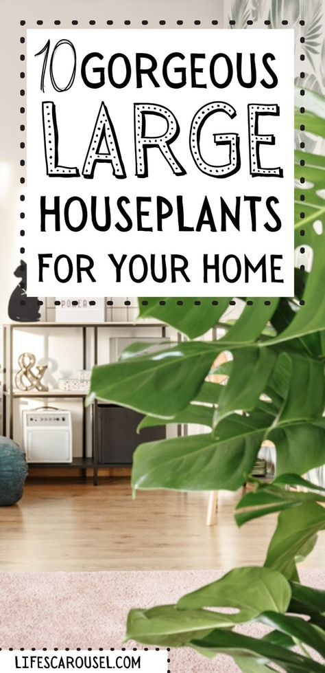 Cool House Plants Living Room, Home Plants Indoor Decor Living Rooms, Sunroom Plant Ideas, Plants For Interior Design, Dining Room Plants Decor Modern, Large Indoor Potted Plants, Big Potted Plants Indoor, House Plants For Living Room, Big Plant Pots Indoor