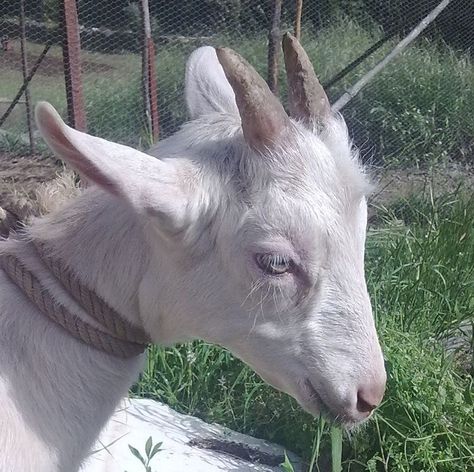 Goat Head Reference, Goat Head Side View, White Goat Aesthetic, Goat Side Profile, Goat Side View, Goat Profile, Goat Reference, Goat Pfp, Goat Dragon