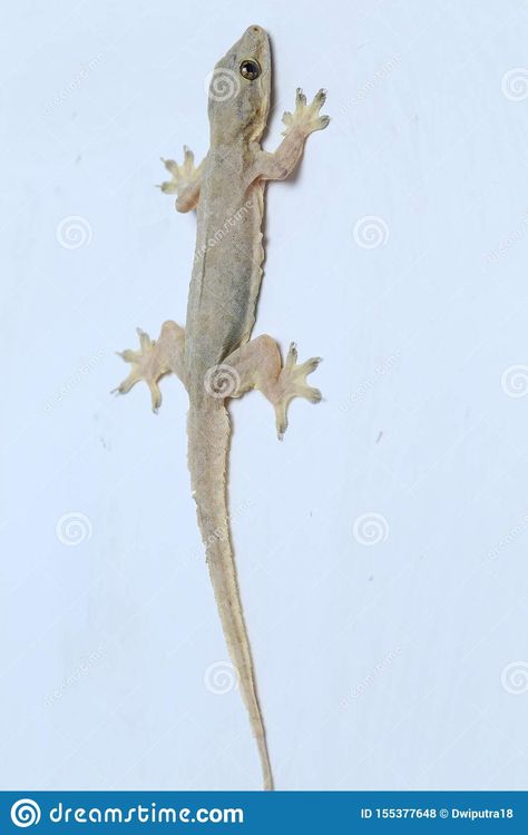 House Lizard, White Lizard, Asian House, Allah Photo, Gecko, Scrapbook Paper, White Background, Photo Image, Stock Photos