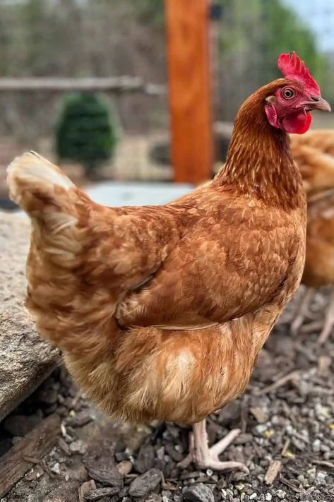 Golden Comet Chicken: Eggs, Height, Size and Raising Tips Golden Comment Chicken, Comet Chicken, Golden Comet Chicken, Cinnamon Queen, Egg Laying Hens, Chicken Images, Chicken Bird, Laying Hens, Egg Laying